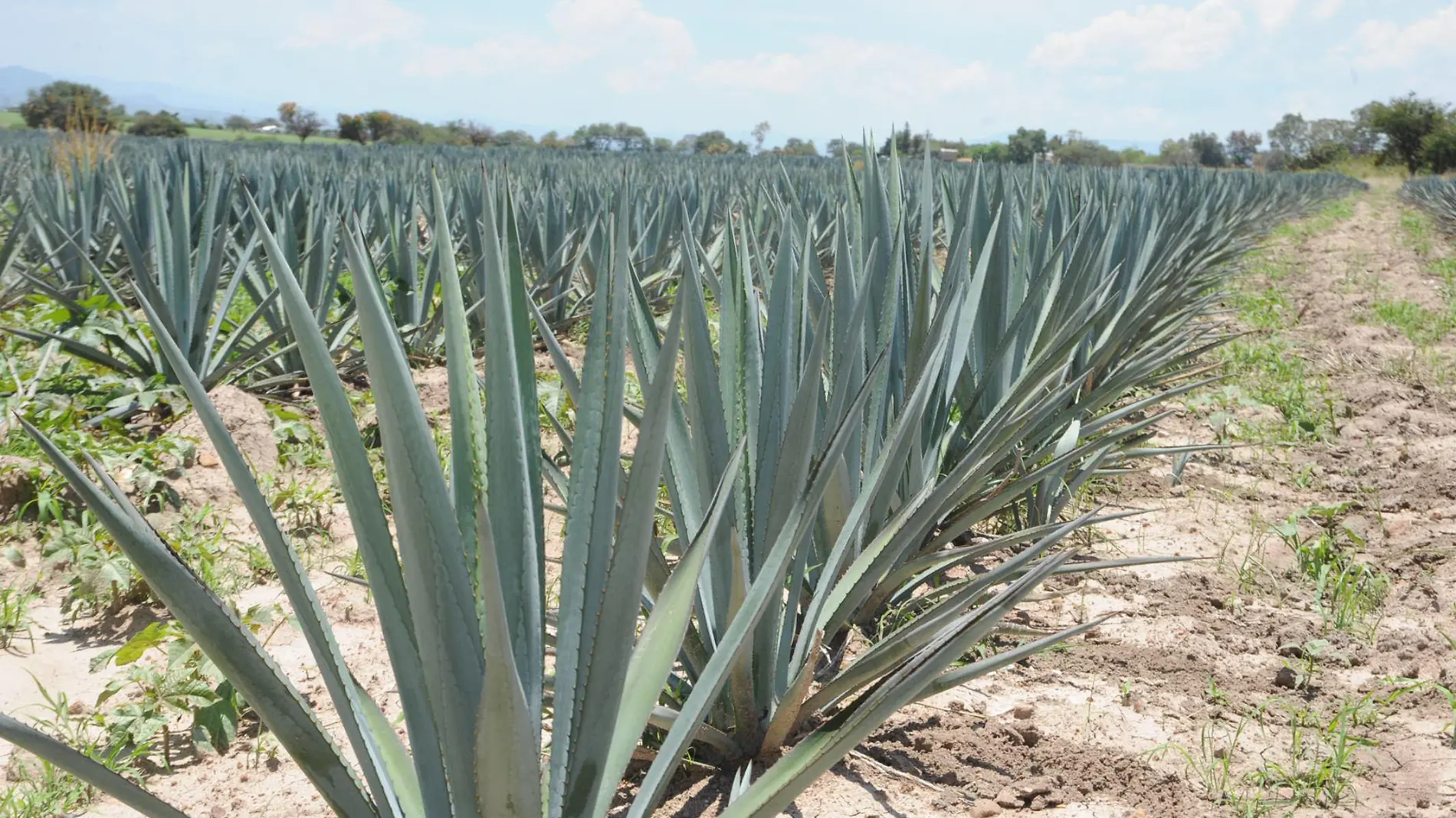 Agave (1)